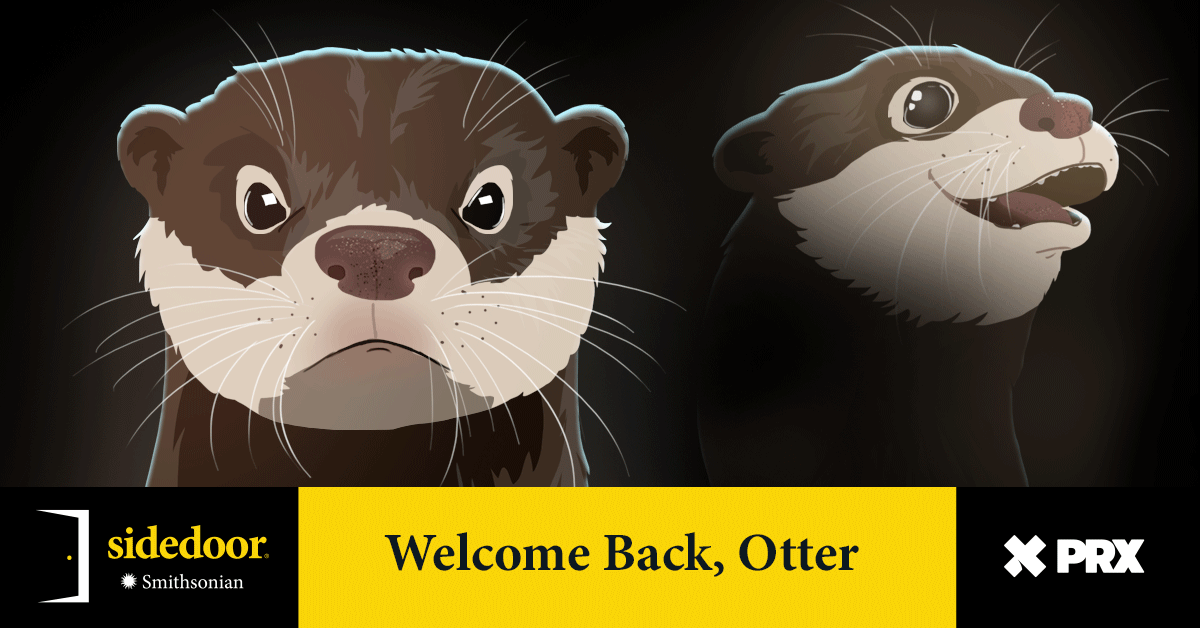 North American river otters are popping up in places they haven't been seen in decades and nobody really knows why. As we search for answers we discover a trail of fish heads, poop splats, and cuddle parties. 🔊 on @spotifypodcasts: spoti.fi/3QdM31Z