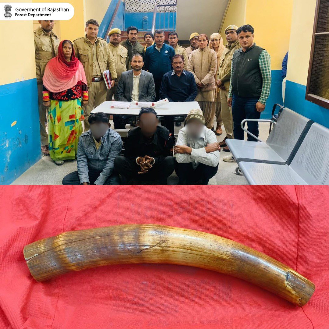 Collaborative efforts by Rajasthan Forest Department and WCCB lead to the apprehension of three individuals involved in selling elephant tusks, combating illegal wildlife trade.