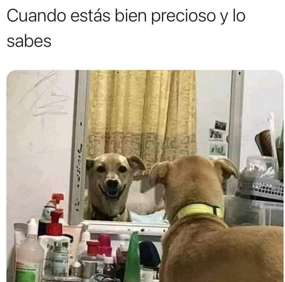 ¡¡Así de simple!! 🐾🐾  🤗