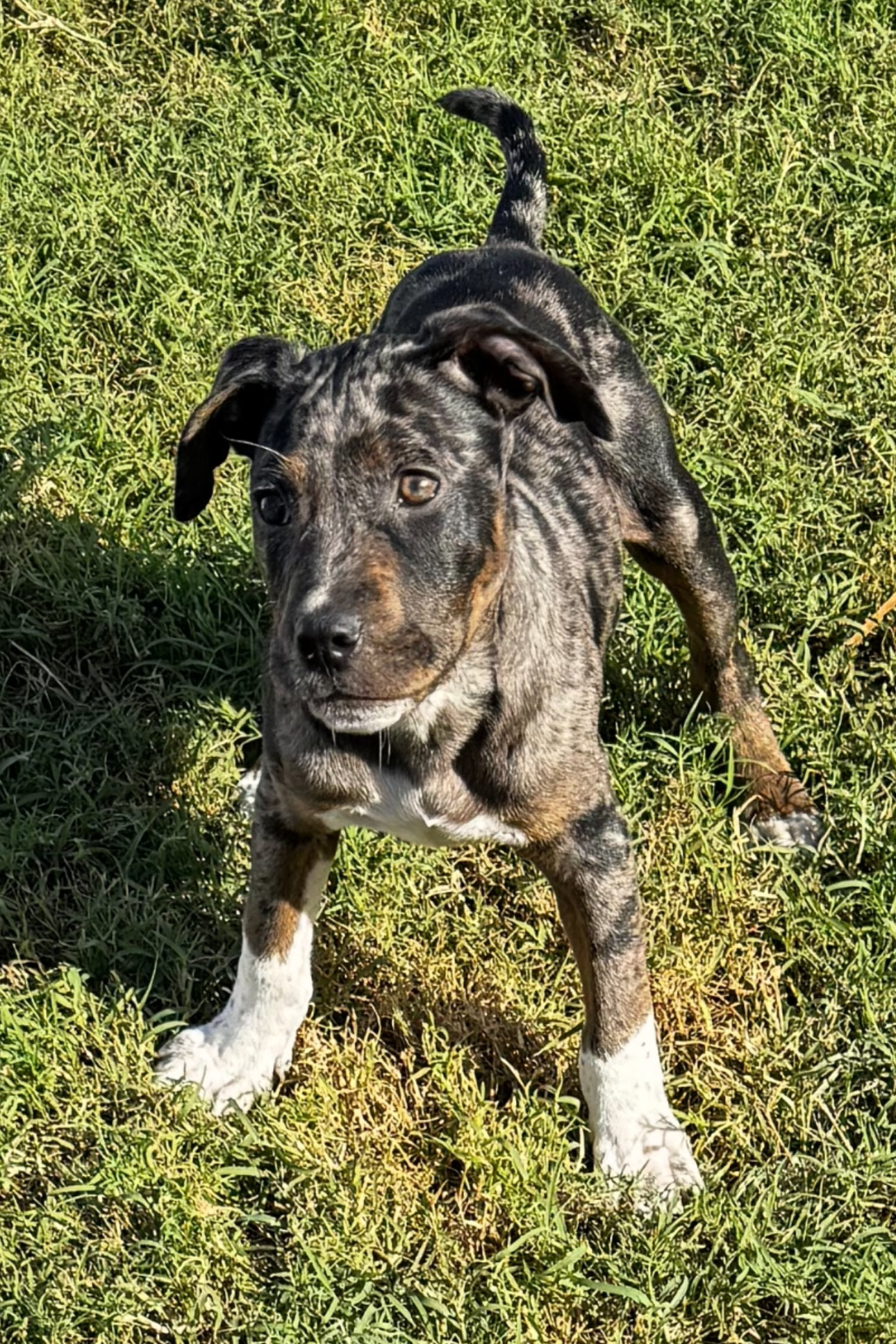 Blue catahoula on sale leopard dog