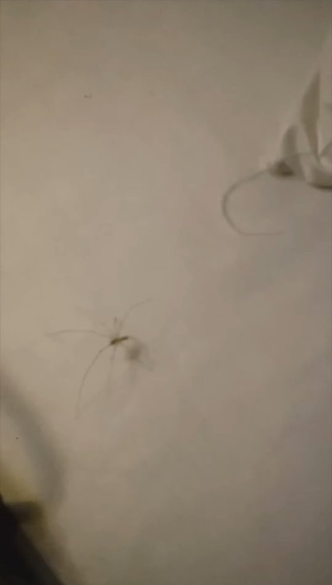 A Pholcus sp. (maybe P. manueli or P. phalangioides) is in one of my favorite singer's music video...

It's so coooooooooooooooool
