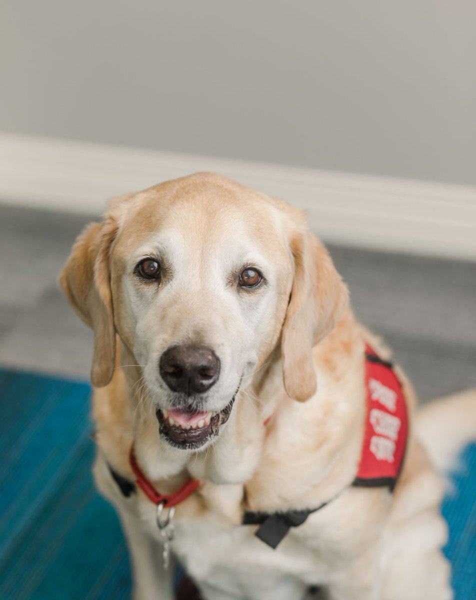 RMHDallas's tweet photo. Shiloh is taking over this #WishListWednesday to share some items he would like this holiday season, including dog treats and food! To see the specific items he needs, click here to visit our Amazon Gift Registry ➡ https://t.co/HUDUxk1kIJ https://t.co/lmUJiyhq33