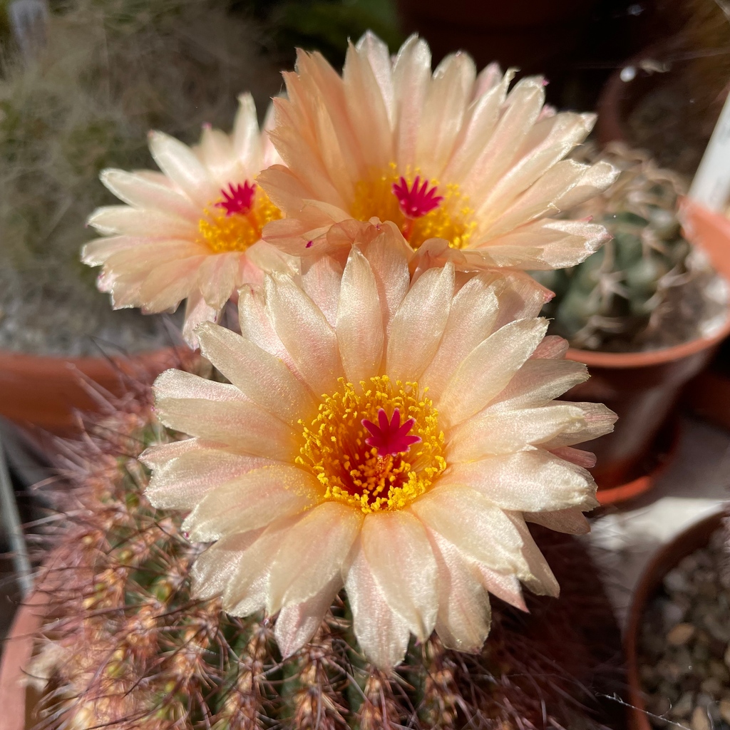 Parodia is a genus of generally easy cacti. This is Southlands nursery's version of P. tabularis, an orange form.

#bcss #cactus #cacti #succulent #succulents #succulentworld #cactusworld #cactusgarden #cactusmagazine #cactusclub #succulentlove #houseplants