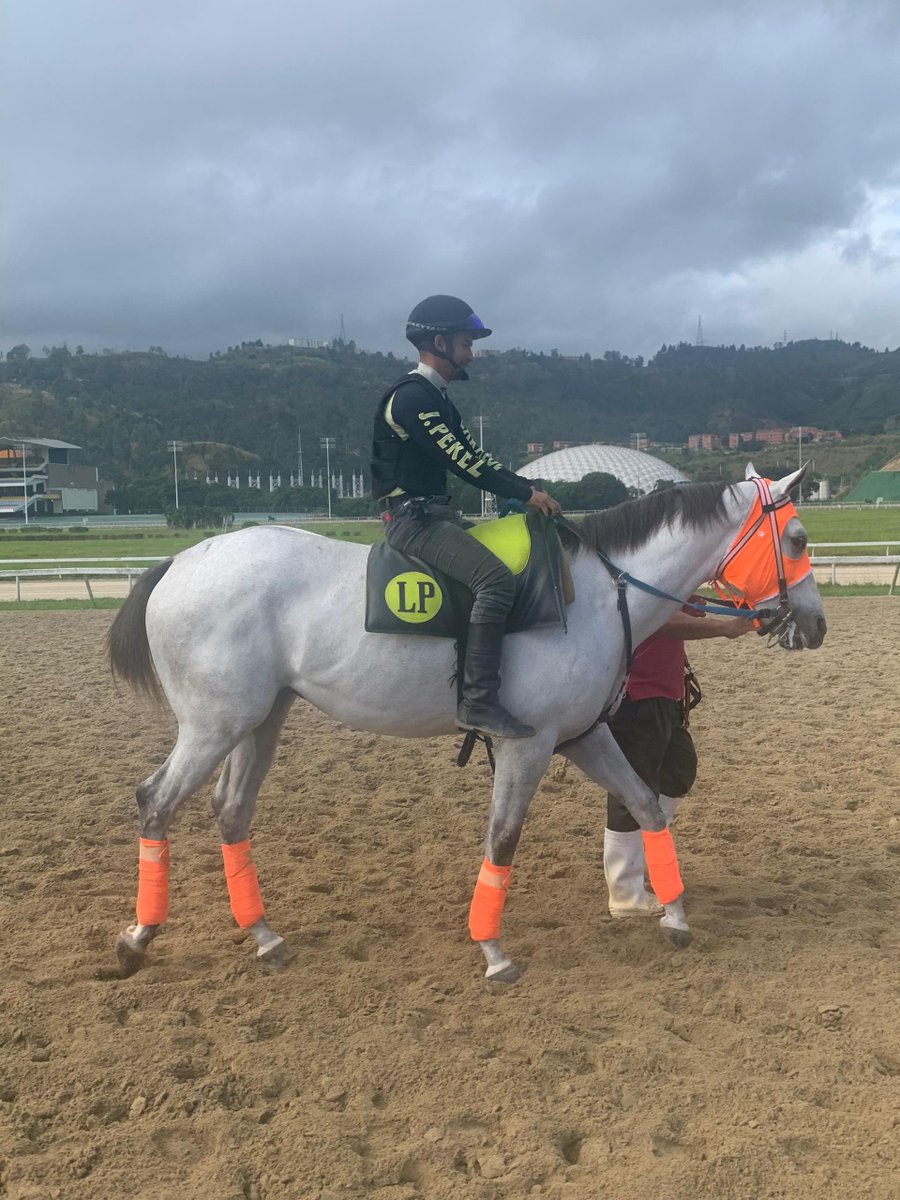 Este es el nieto de Tapit. Hijo de Constructor White en Dra Cheripe, que está listo para iniciar vida pistera en La Rinconada. 🏇🏼😍

✅ ¿Te gustaría verlo compitiendo en la Triple Corona venezolana del 2024?