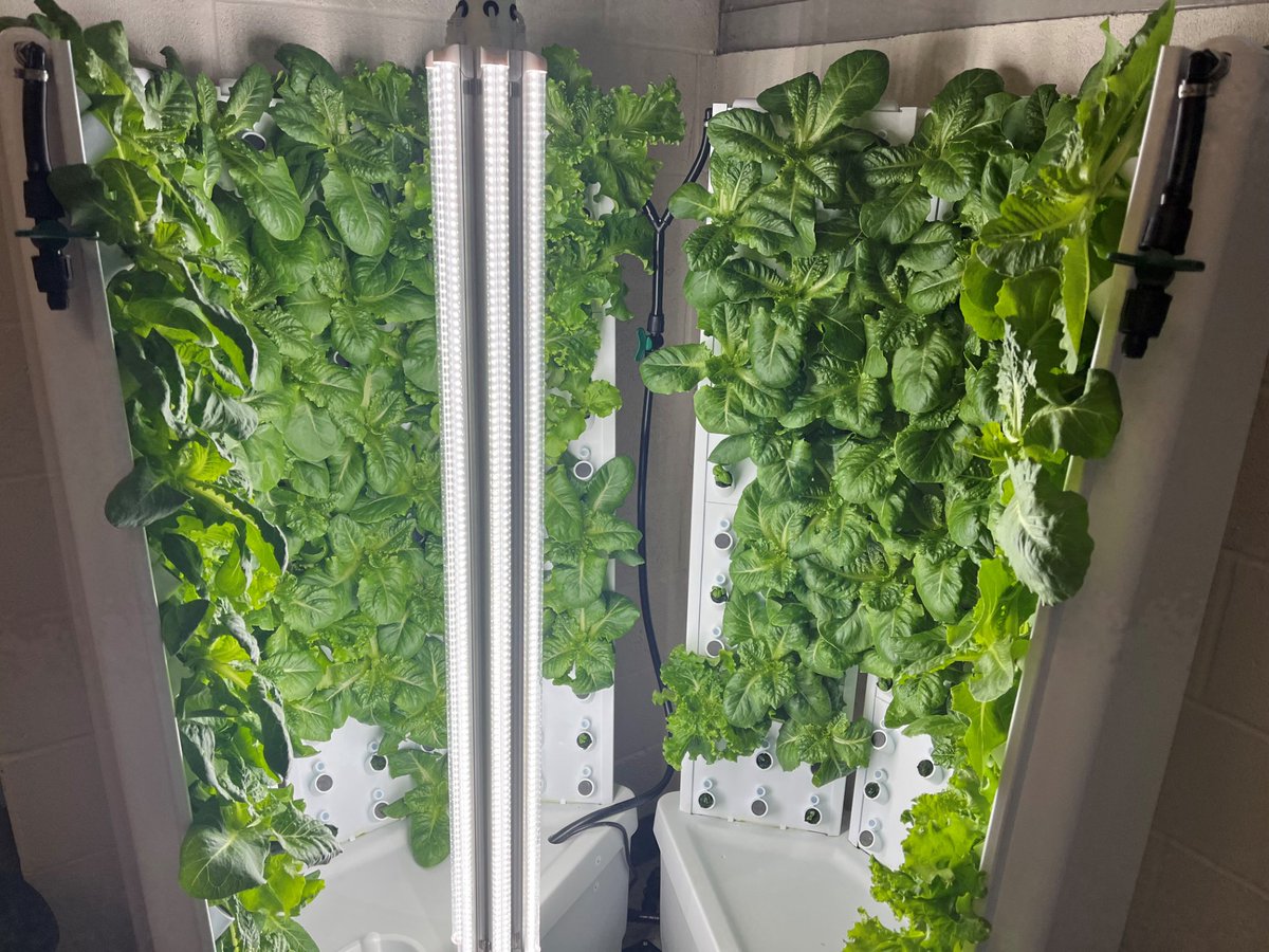 Harvest Day!  BMS Civics students harvest our first crop of lettuce from the hydroponics tower.  Next stop - district cafeterias!  Thank you to the Rhinebeck Science Foundation for helping make this opportunity possible!