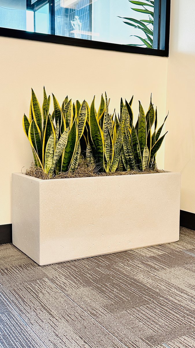 Bring a touch of greenery to your office and see the difference! 🌿 Office plants not only enhance aesthetics but also improve air, reduce stress and boost your productivity. Feel free to contact us at 415-431-3632 or email sales@thewrightgardner.com 🌱💼 🍃#GoGreen #OfficePlants