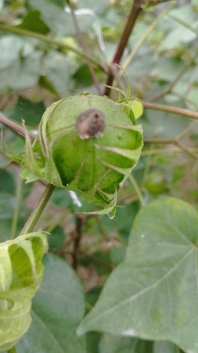 Mosfeq (@mosfeq2) on Twitter photo 