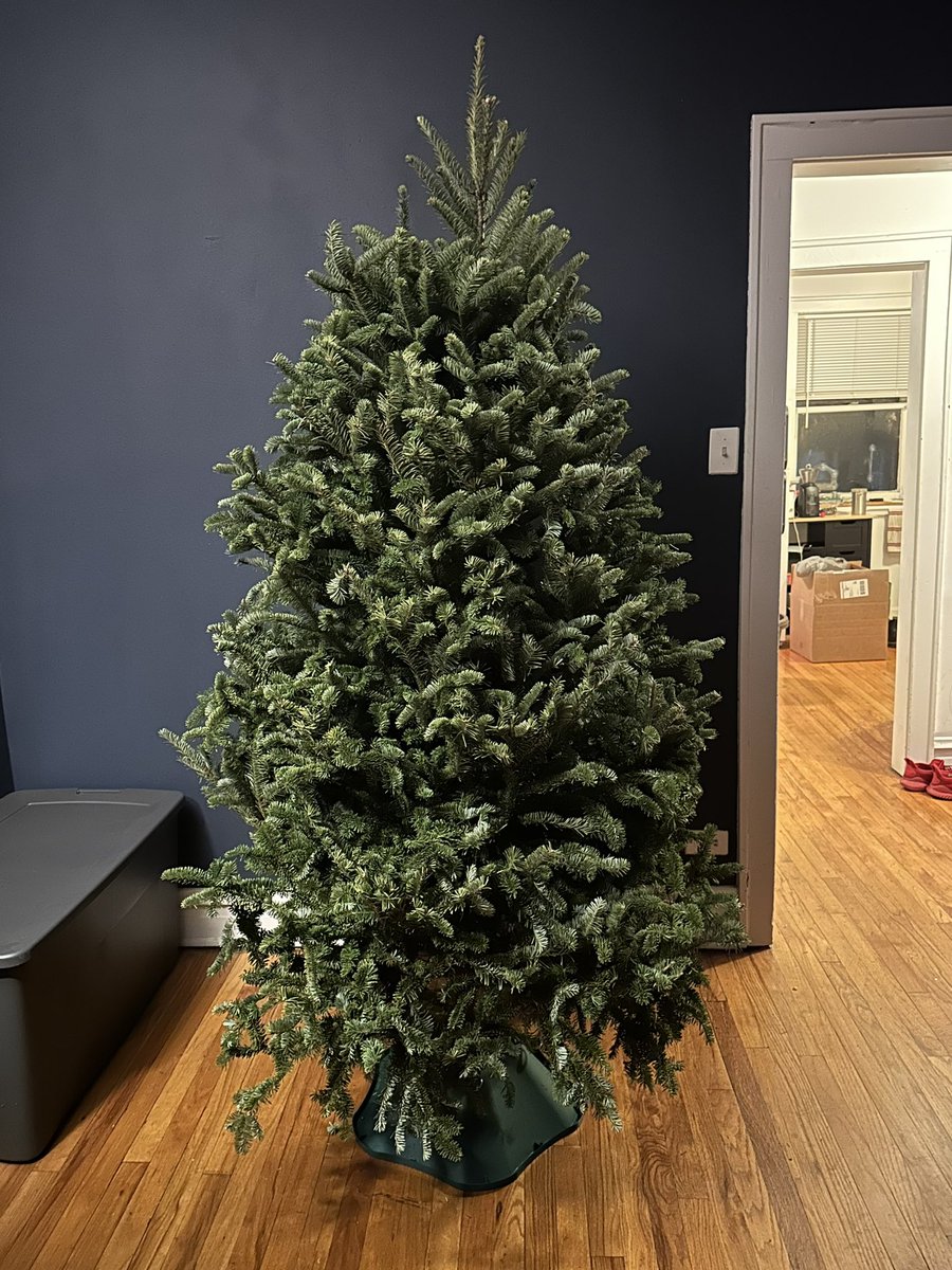 Broccoli__Rob's tweet image. Yeah I named my Christmas tree after @MrSantosNY, she’s iconic, what about it?!

George Santree, ladies and gentlemen!
