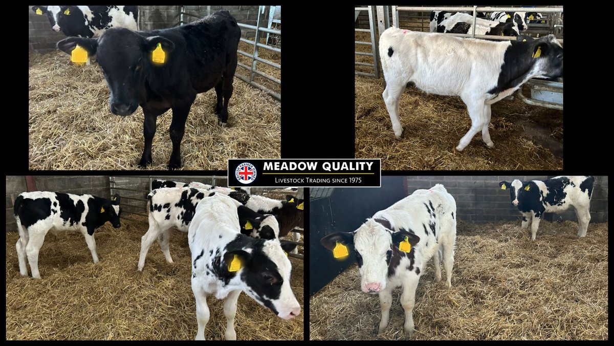 ✨12 REARED CALVES✨
👉8 BB Bulls 
👉3 BB Heifers 
👉1 AA Bull
✅Well reared
📍Carmarthenshire📍
📞Contact Adrian Bowen for more info: 07736 056712