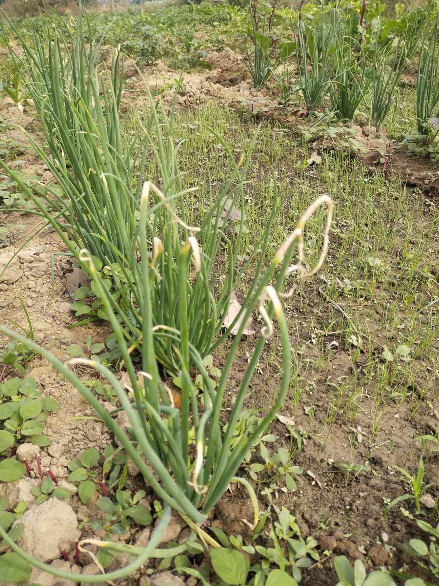 Sudhans10401496's tweet photo. Thrips attack in #onion.
Damage may appear as silver lines, white patches, tip dieback, curling & twisting of leaves, slowed growth, reduced bulb size & yields.Thrips damage can increase occurrence of purple blotch.
#insectpest @alabamaED @ClinicPlant @BhabeshDutta5 @ICAR_IIHR https://t.co/pXdLcPxlbv