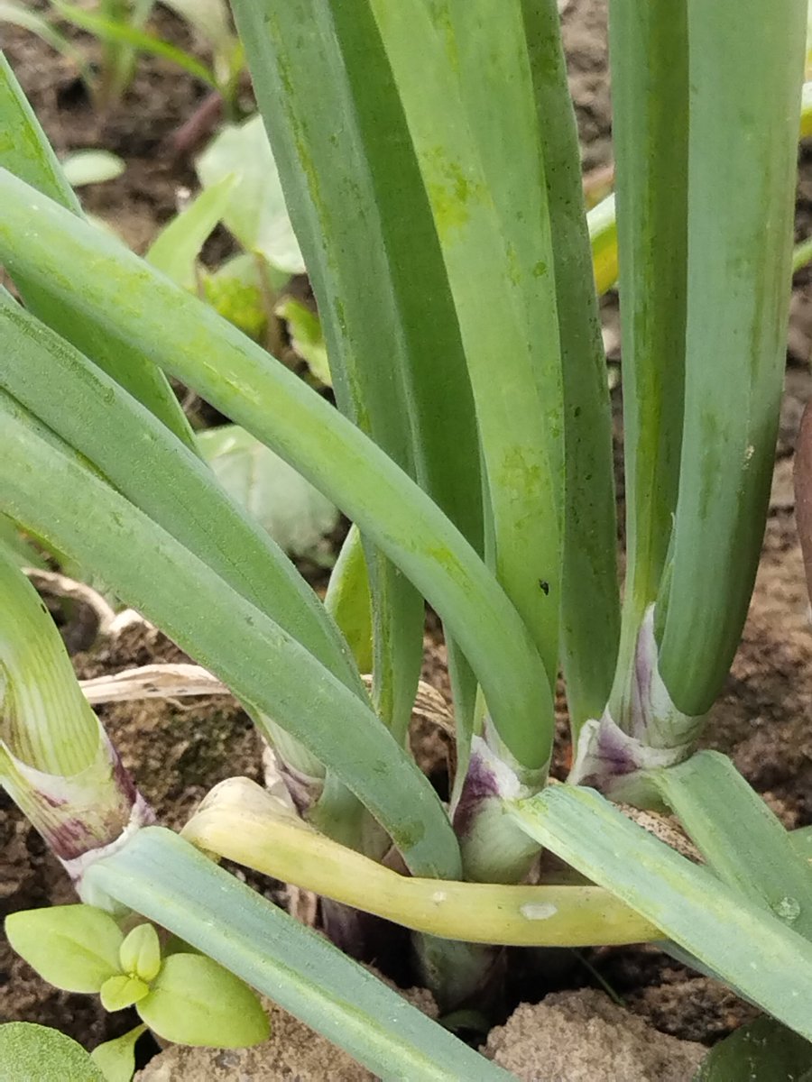 Sudhans10401496's tweet photo. Thrips attack in #onion.
Damage may appear as silver lines, white patches, tip dieback, curling & twisting of leaves, slowed growth, reduced bulb size & yields.Thrips damage can increase occurrence of purple blotch.
#insectpest @alabamaED @ClinicPlant @BhabeshDutta5 @ICAR_IIHR https://t.co/pXdLcPxlbv