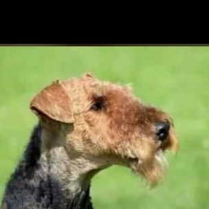 ManevuZuko's tweet photo. @Robot_Boii @MphoPopps @TsitsiChiumya @podcastwithmacg 😂🤣WHich one is this one???.....Andiythand' lonto TarFire umenzan umphoza https://t.co/1q4dVqdhtr