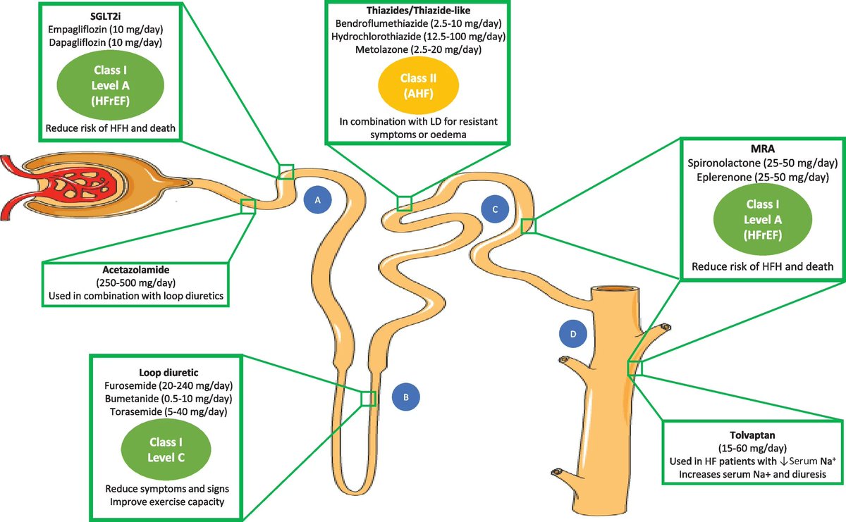 Congestion and Use of Diuretics in Heart Failure and Cardiomyopathies: a Practical Guide #2023review 

link.springer.com/article/10.100…
#cardiology #CardioTwitter #CardioEd #meded #medtwitter