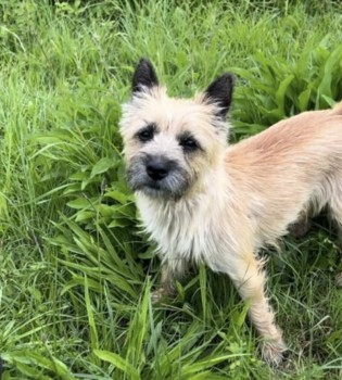 millypod1's tweet photo. 🆘28 DEC 2023 #Lost Nikki & Nugget #ScanMe
2 Cairn Terriers BOTH Female
Woodlands between #Alderley and #Treshem
nr #WottonUnderEdge #Gloucestershire #GL12
https://t.co/q2YKKFzVlf https://t.co/YhKDYKfy7H https://t.co/YU3HyZ5pzy