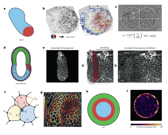 In their Method of the Year 2023 Comment, @IdseHeemskerk and colleagues discuss recent advances in methods to dissect the forces within a developing embryo. #moty2023 nature.com/articles/s4159…