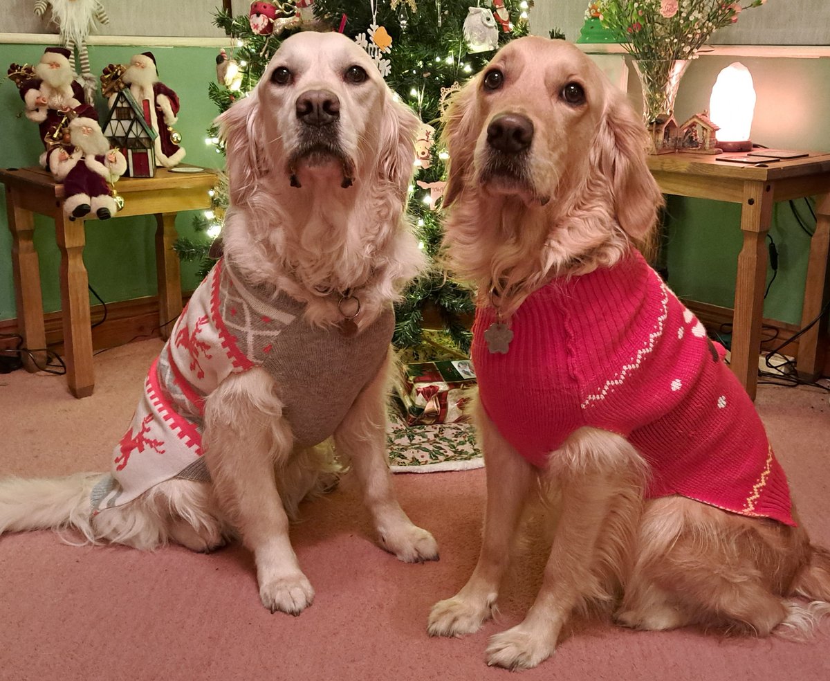 Do you like our new Christmas jumpers? 

#goldenretrievers #Christmasjumpers #dogsontwitter