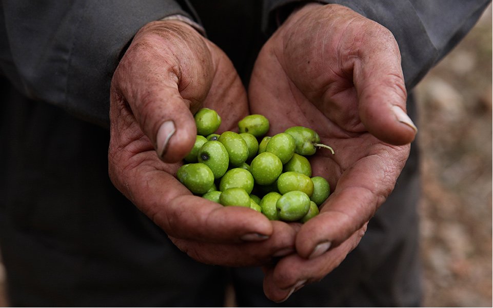 Price of olive oil up 70% as drought in Spain continues – so no drizzle of any kind