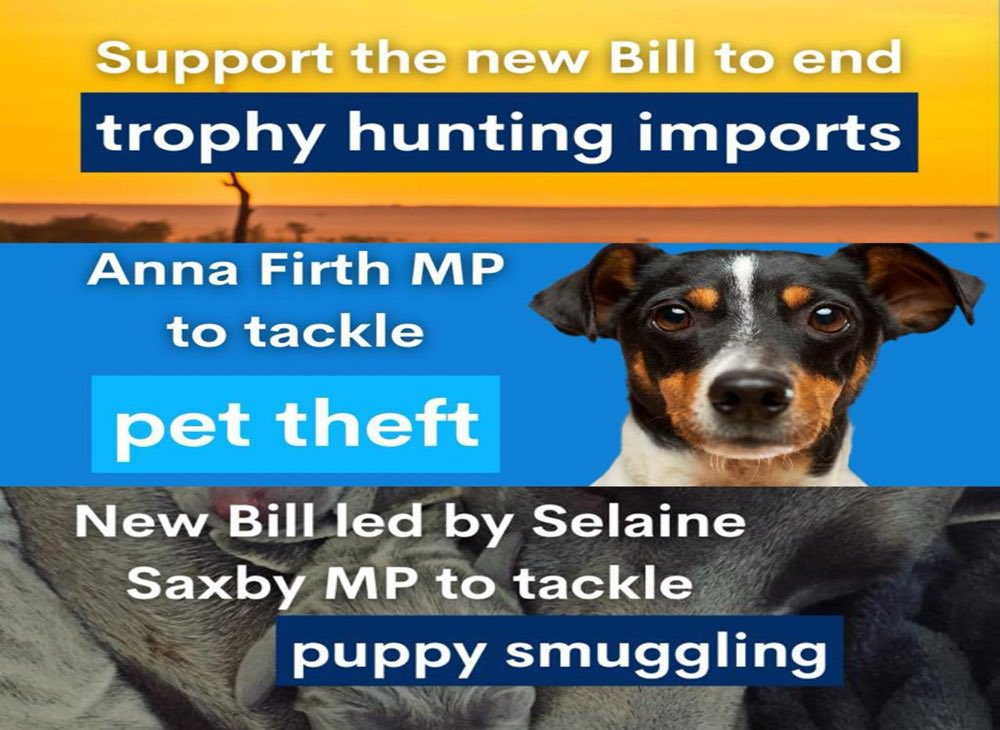 We welcome the introduction of 3 new Private Members Bills today to tackle puppy, cat & ferret smuggling, tackle pet theft and ban trophy hunting imports. Two days ago we welcomed the Animal Welfare (Livestock Exports)Bill to ban the export of farm animals and horses for…
