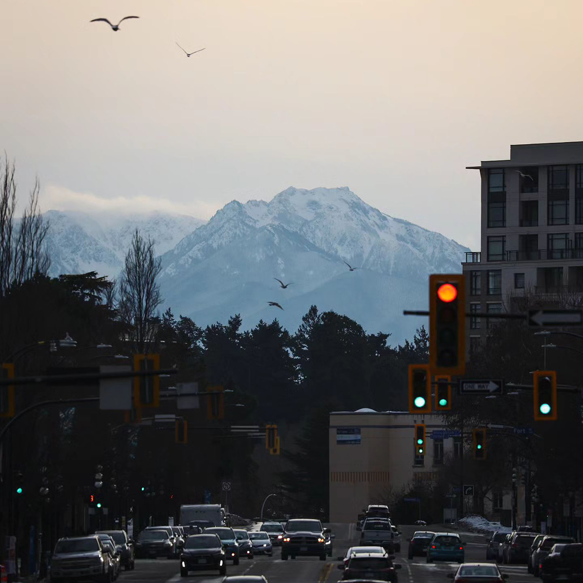 #RT @victoriavisitor: Birds flying high above morning commuters 🐦

📍: Downtown Victoria
📸: shotsbyparris (IG)

#explorevictoria #downtownvictoria #seagull #morning #sunrise