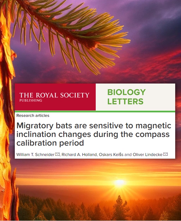 Dr. Oliver Lindecke (@oliverlindecke) on Twitter photo 🥳 just published! Soprano pipistrelles calibrate the magnetic field at sunset & are sensitive to the angle at which it dips towards the Earth's surface.
#bats #animalnavigation #magnetoreception
Funded by <a href="/MSCActions/">Marie Skłodowska-Curie Actions</a> <a href="/LeverhulmeTrust/">The Leverhulme Trust</a> <a href="/dfg_public/">DFG public | @dfg_public@wisskomm.social</a> 🦇royalsocietypublishing.org/doi/epdf/10.10… 🥳 just published! Soprano pipistrelles calibrate the magnetic field at sunset & are sensitive to the angle at which it dips towards the Earth's surface.
#bats #animalnavigation #magnetoreception
Funded by <a href="/MSCActions/">Marie Skłodowska-Curie Actions</a> <a href="/LeverhulmeTrust/">The Leverhulme Trust</a> <a href="/dfg_public/">DFG public | @dfg_public@wisskomm.social</a> 🦇royalsocietypublishing.org/doi/epdf/10.10…