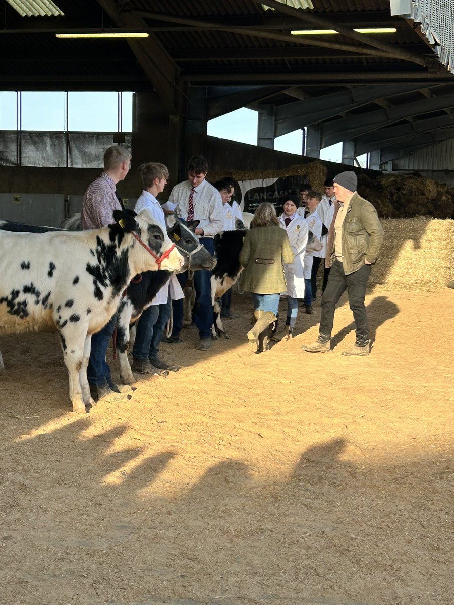 Was so good to see the handling skills of our @MyerscoughColl #Agriculture students today at the Calf Show! Many thanks to the judges and sponsors who supported the event and the amazing staff who made it all happen! 🌟