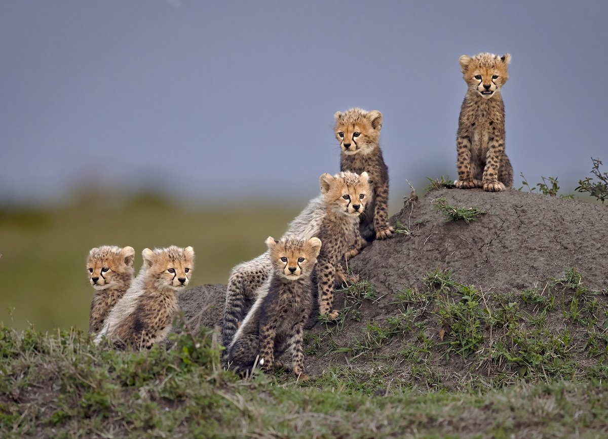 salimishmael_'s tweet photo. #SaveTheCheetahs https://t.co/TwxaHwwdwu