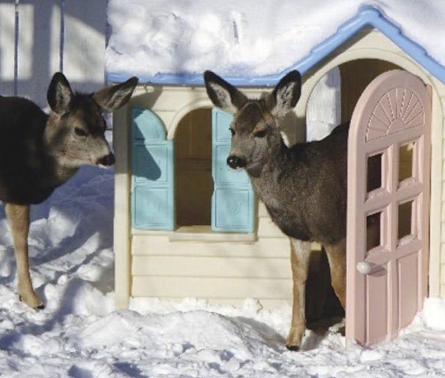 equine__dentist's tweet image. coming home from a long day at work to my loving deer wife