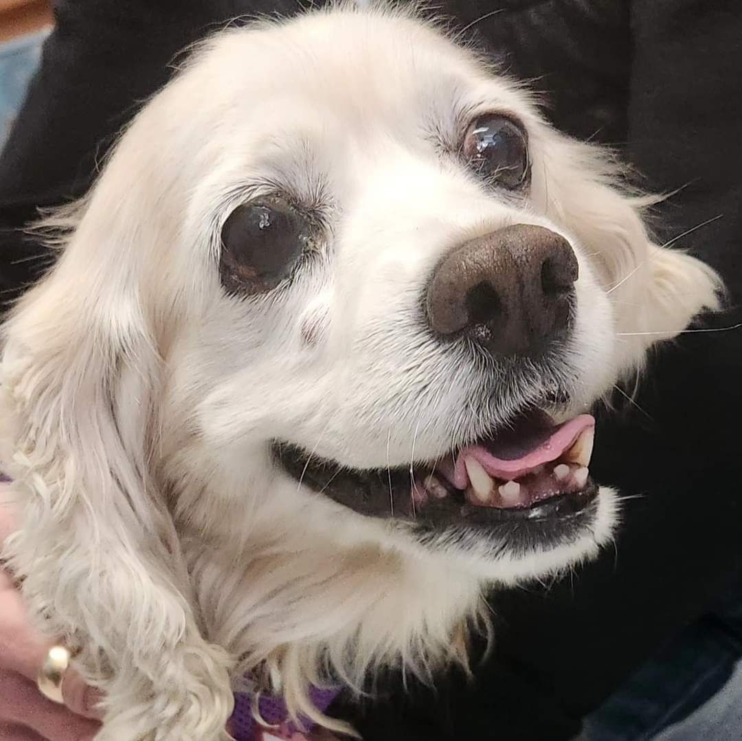 Muttville's tweet photo. We're saving 100 dogs in 10 days! Our overcrowded shelter partners need help, we're stretching and making an all paws effort to save more lives! Meet just some of the lucky ones that came Monday. Will you help us? #Adopt #Foster #Volunteer #Donate https://t.co/AtETXuvDNv https://t.co/4nBGCOiIq1