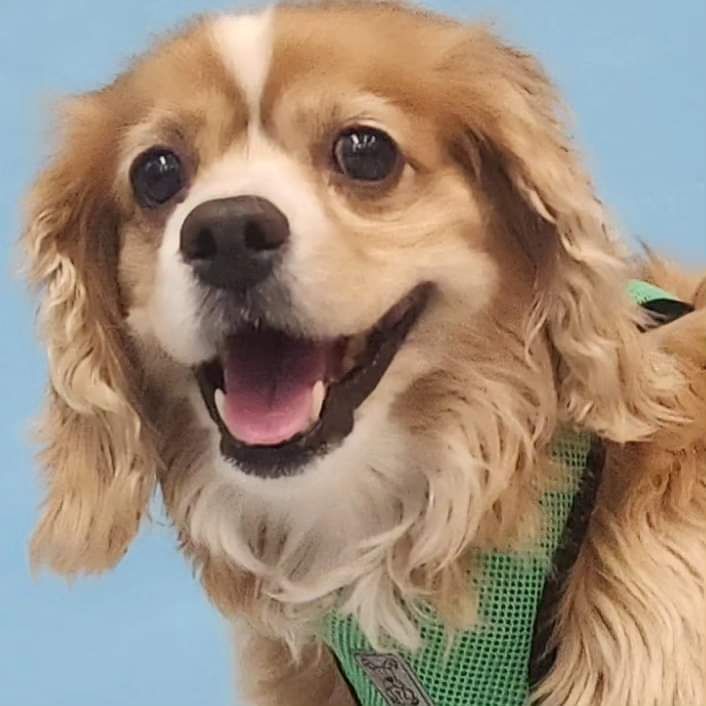 Muttville's tweet photo. We're saving 100 dogs in 10 days! Our overcrowded shelter partners need help, we're stretching and making an all paws effort to save more lives! Meet just some of the lucky ones that came Monday. Will you help us? #Adopt #Foster #Volunteer #Donate https://t.co/AtETXuvDNv https://t.co/4nBGCOiIq1