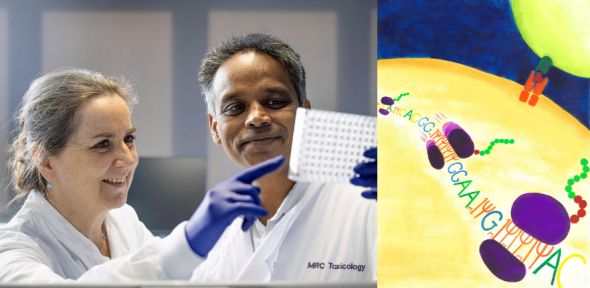 📢 NEWS: Researchers from the Willis and @Thav_Lab labs have redesigned future mRNA therapeutics to prevent potentially harmful immune responses Read the full story: buff.ly/4a5qvwh #mRNAtherapeutics #mRNA #immunology