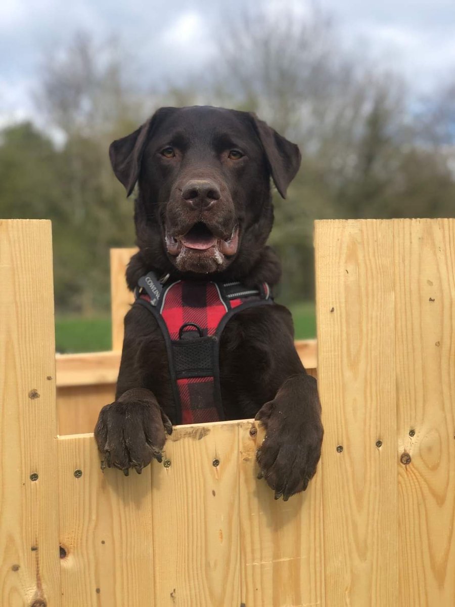 Labrador Rescue SE&C tweet media