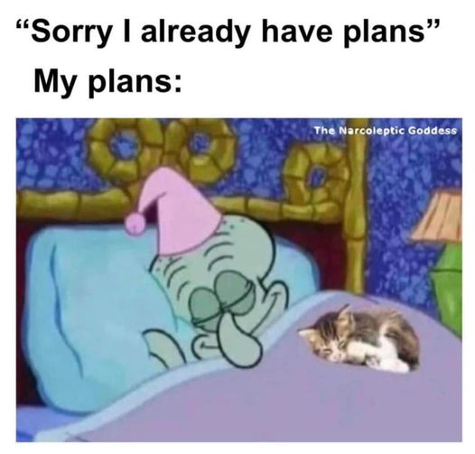 np_awesome's tweet photo. yes my plans #cats #meme #catslovers #cat2023 https://t.co/92LZ6dNG1e