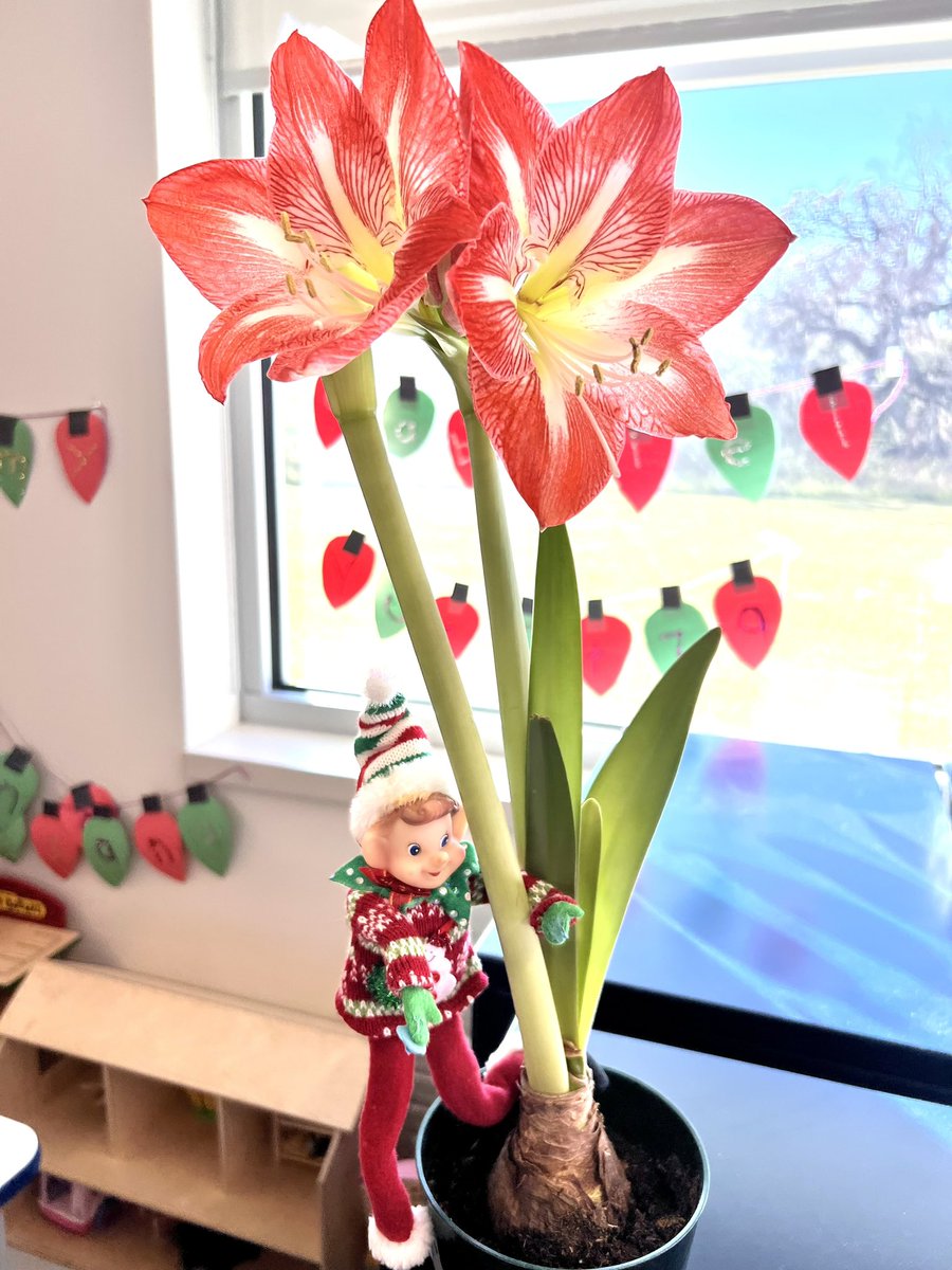 Two weeks ago my students predicted our plant would bloom red and white!
Now I have a very excited class taking care of our beautiful Amaryllis plant !
Even our elf Billy is excited ! <a href="/HumbleISD_LLE/">Lakeland Elementary</a> <a href="/HumbleISD/">Humble ISD</a> <a href="/HumbleISD/">Humble ISD</a>