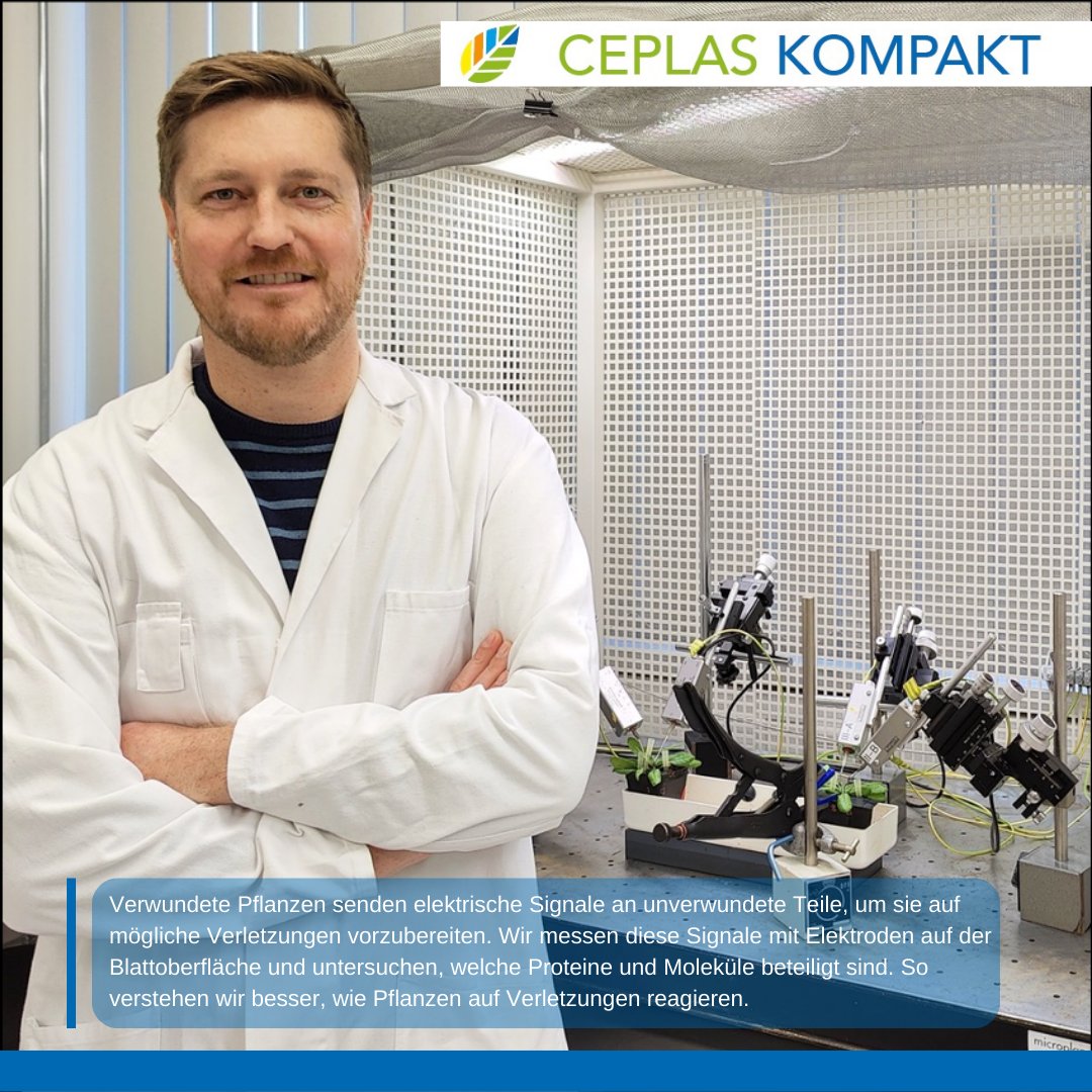 ceplas_1's tweet photo. In our new issue of #CEPLASkompakt Michael Wudick from @HHU_de explains how plants can respond to wounding and damage caused by insects! #scicomm #wisskomm https://t.co/ibgUmSd04r