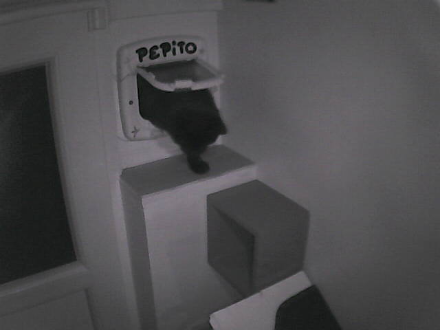 PepitoTheCat's tweet image. Pépito is back home (17:53:02)