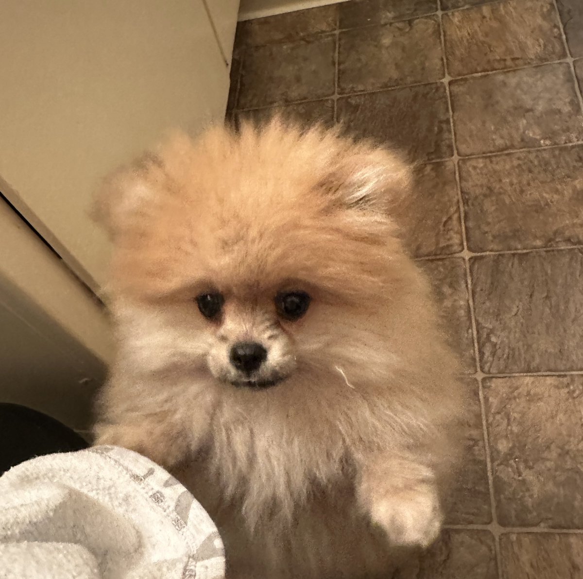jpopagain's tweet photo. Hi everyone! Meet the newest family member, Ozzy! ❤️😊🐶

#pomeranian #ozzy #ozzybear #mustlovedogs https://t.co/xLhuqcGS2e