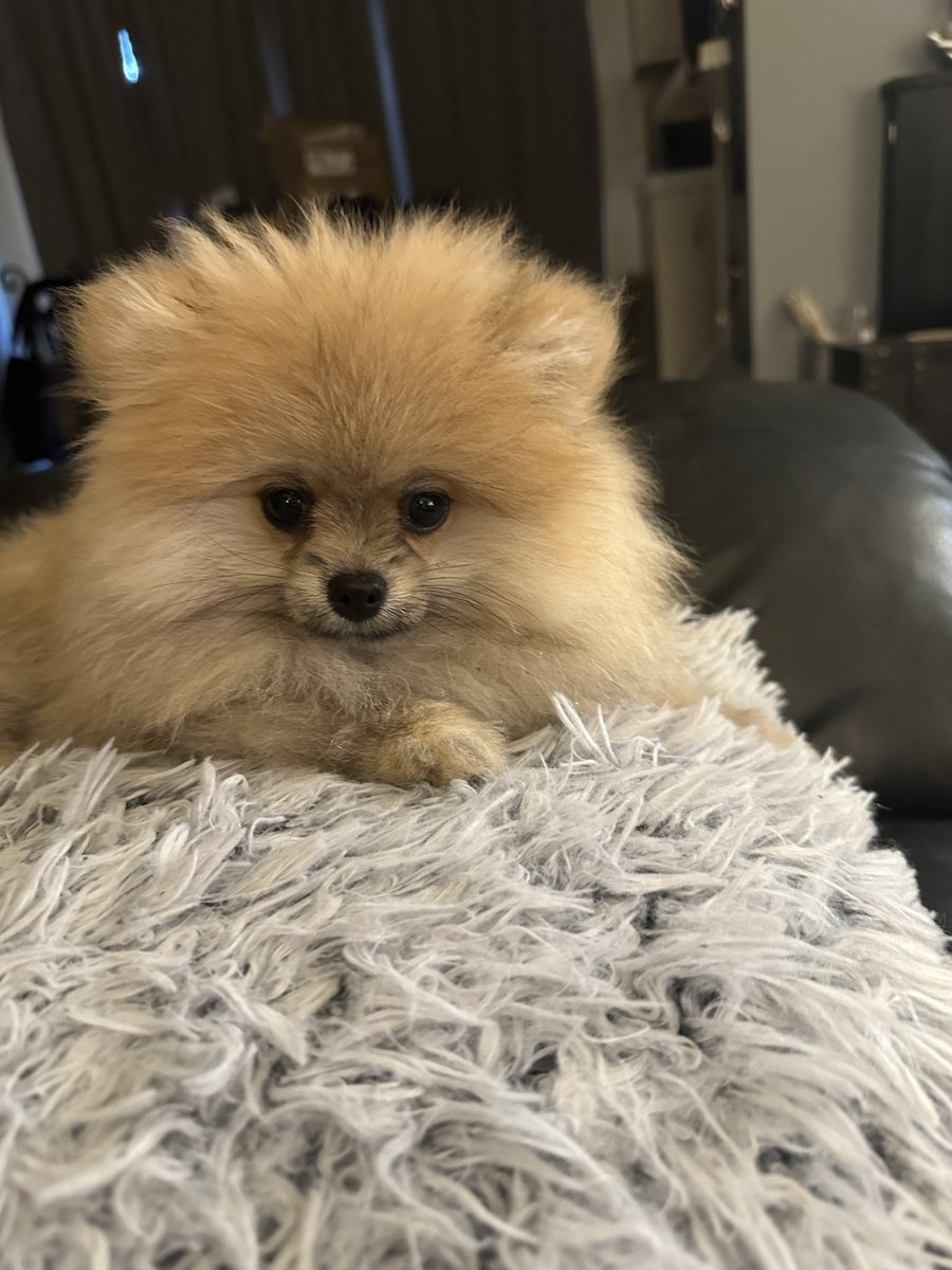 jpopagain's tweet photo. Hi everyone! Meet the newest family member, Ozzy! ❤️😊🐶

#pomeranian #ozzy #ozzybear #mustlovedogs https://t.co/xLhuqcGS2e