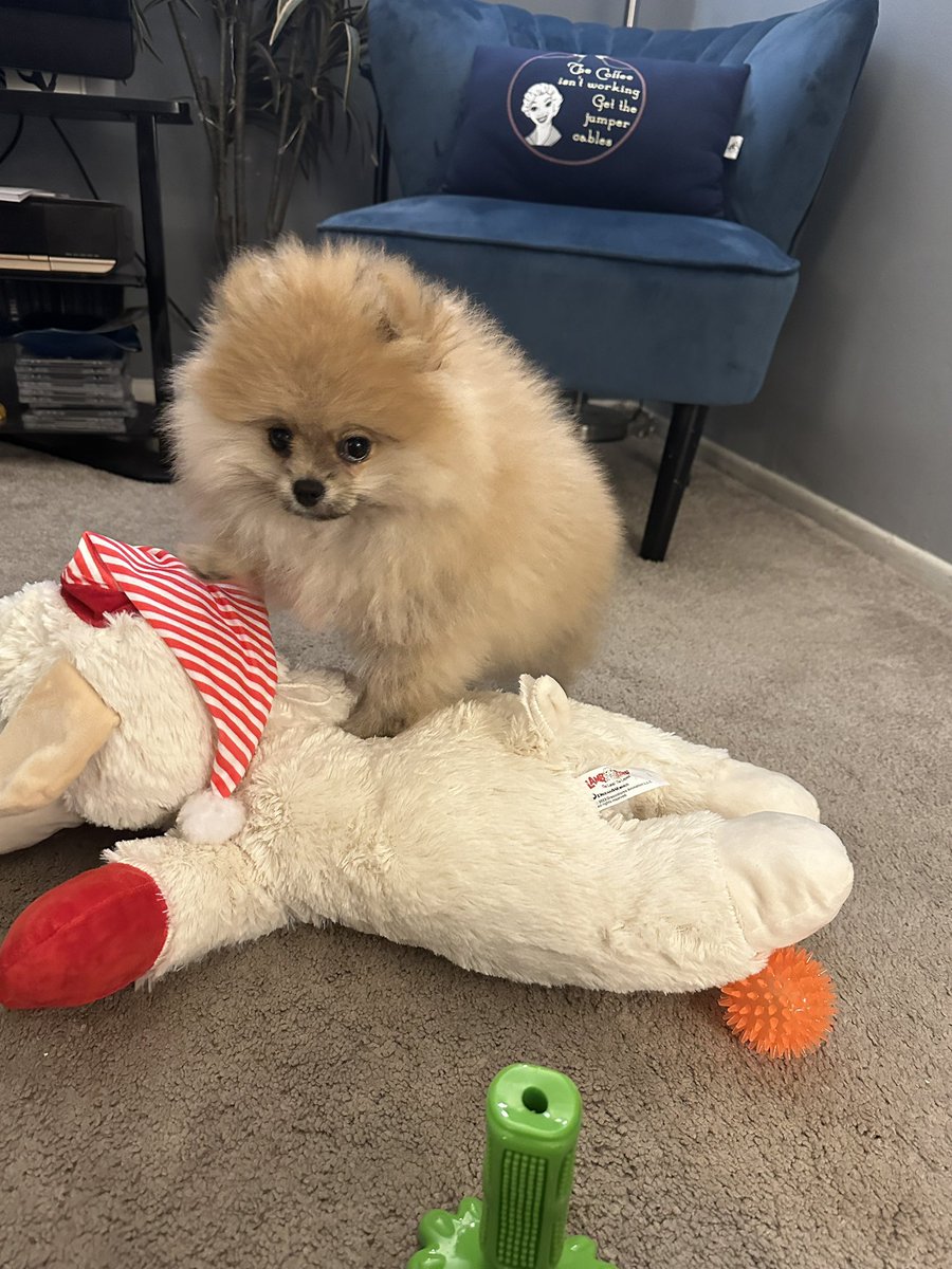 jpopagain's tweet photo. Hi everyone! Meet the newest family member, Ozzy! ❤️😊🐶

#pomeranian #ozzy #ozzybear #mustlovedogs https://t.co/xLhuqcGS2e