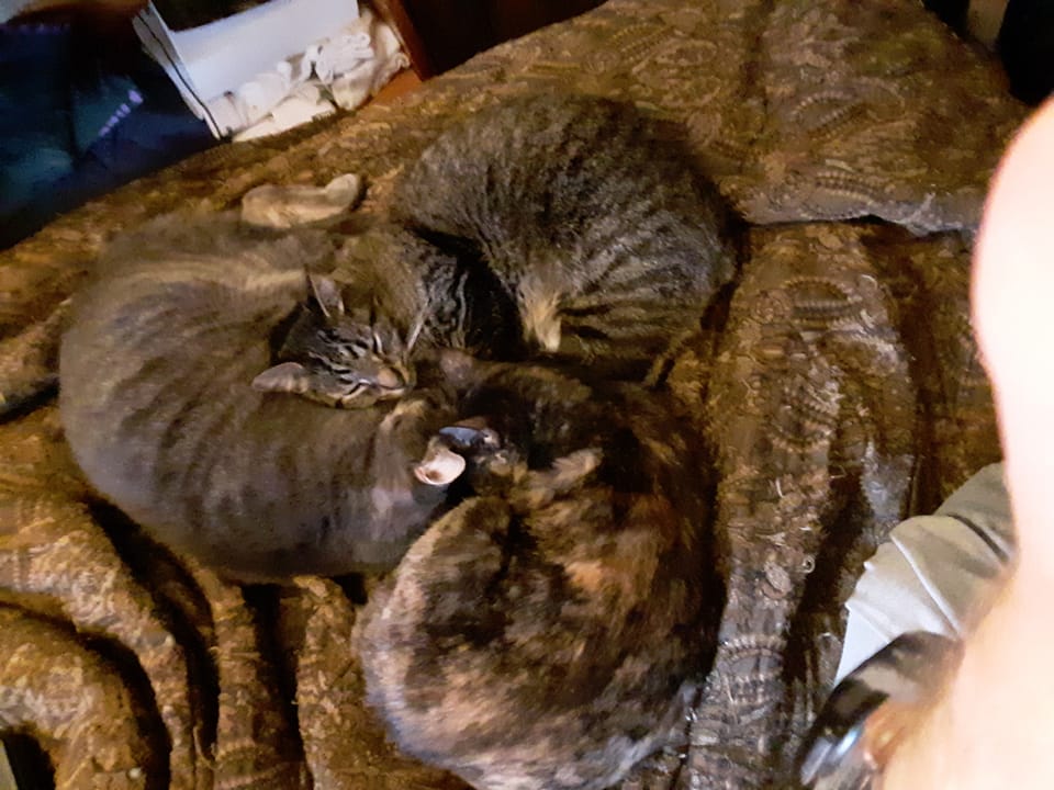 kalinowski4ben1's tweet photo. Cat rosette. https://t.co/Lrtghmvl2J