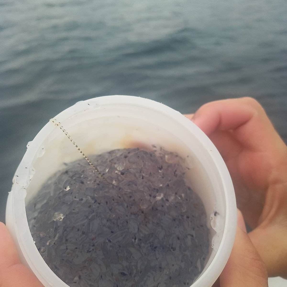 MarLabUADenia's tweet photo. En invierno también se muestrea! Esta semana, miles de #salpas #thaliademocratica en la costa de Dénia-Jávea. Proyecto #Obsermar-CV #thinkinazul #gelatinosos @UAdivulga @UA_Universitat @CesarBordehore #IMEMRamonMargalef https://t.co/Y7OmvtbU2A