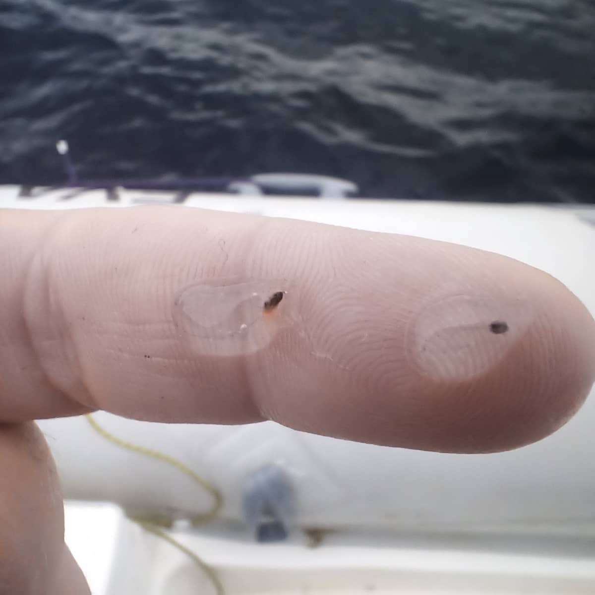 MarLabUADenia's tweet photo. En invierno también se muestrea! Esta semana, miles de #salpas #thaliademocratica en la costa de Dénia-Jávea. Proyecto #Obsermar-CV #thinkinazul #gelatinosos @UAdivulga @UA_Universitat @CesarBordehore #IMEMRamonMargalef https://t.co/Y7OmvtbU2A
