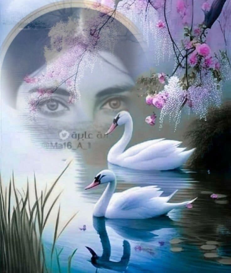‏ ‏ ‏ڛۣــحۡــٰٱ̍بــہ ̨؏ــٰٱ̍بــڔه tweet media