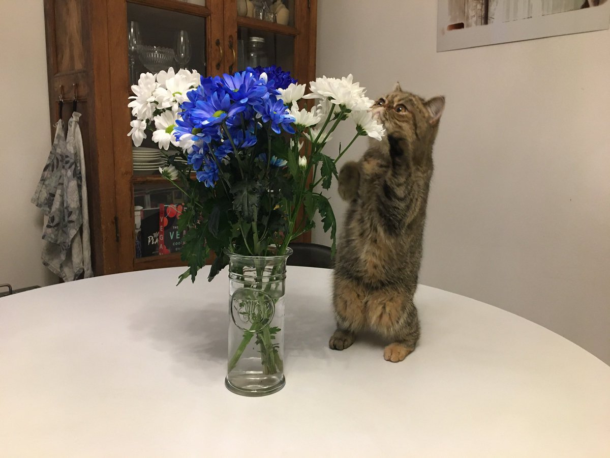 Hyvää itsenäisyyspäivää 🇫🇮💙