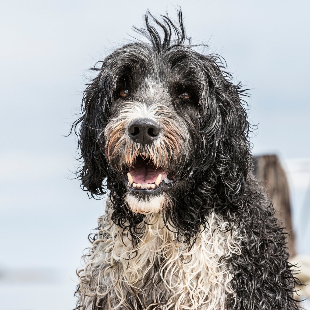 Bunsen, Beaker, Bernoulli & Brix tweet media