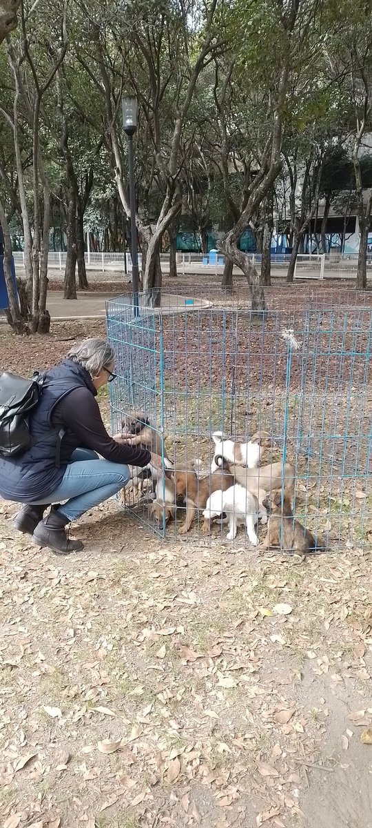 grandotasoy's tweet photo. #TrabajandoAndo #Perritos #AdoptaNoCompres #ParqueJuarez https://t.co/uiywisueUJ
