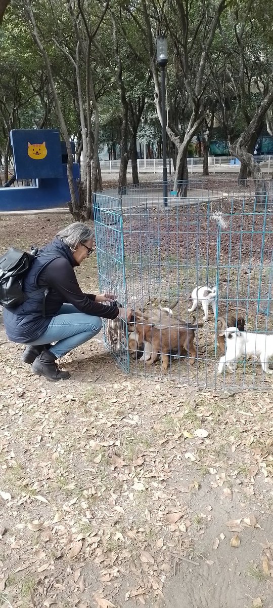 grandotasoy's tweet photo. #TrabajandoAndo #Perritos #AdoptaNoCompres #ParqueJuarez https://t.co/uiywisueUJ