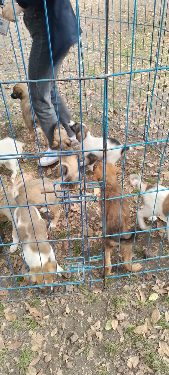 grandotasoy's tweet photo. #TrabajandoAndo #Perritos #AdoptaNoCompres #ParqueJuarez https://t.co/uiywisueUJ