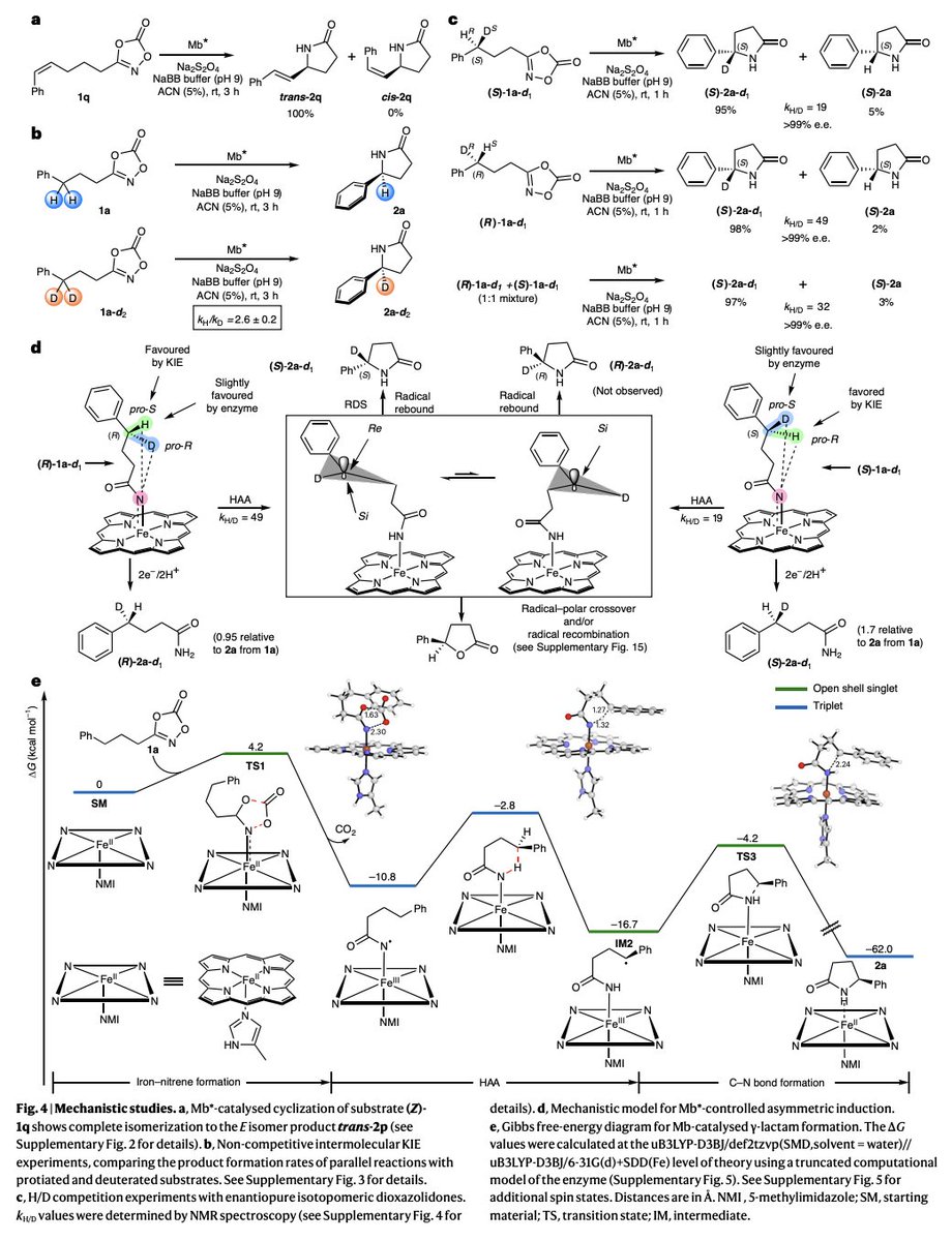 Enzyme Chemistry (@enzymechemistry) on Twitter photo Stereoselective construction of β-, γ- & δ-lactam rings via #enzymatic C–H amidation by <a href="/Satyajit_chem/">Satyajit Roy</a>, <a href="/davidvarchem/">David Vargas</a>, Pengchen Ma, <a href="/arkaseng/">Arkajyoti Sengupta</a>, Ledong Zhu, Ken <a href="/houk1000/">Ken Houk</a> <a href="/uclachem/">UCLA Chem & Biochem</a>, Rudi Fasan <a href="/FasanLab/">Fasan Lab</a> <a href="/UTDallasChemBio/">UT Dallas Chemistry</a> in <a href="/NatureCatalysis/">Nature Catalysis</a> nature.com/articles/s4192… Stereoselective construction of β-, γ- & δ-lactam rings via #enzymatic C–H amidation by <a href="/Satyajit_chem/">Satyajit Roy</a>, <a href="/davidvarchem/">David Vargas</a>, Pengchen Ma, <a href="/arkaseng/">Arkajyoti Sengupta</a>, Ledong Zhu, Ken <a href="/houk1000/">Ken Houk</a> <a href="/uclachem/">UCLA Chem & Biochem</a>, Rudi Fasan <a href="/FasanLab/">Fasan Lab</a> <a href="/UTDallasChemBio/">UT Dallas Chemistry</a> in <a href="/NatureCatalysis/">Nature Catalysis</a> nature.com/articles/s4192…