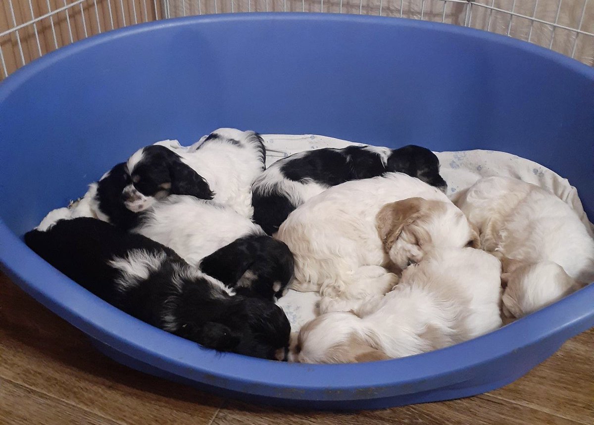 «Good night”, - сказал вам целый тазик спаниелек…