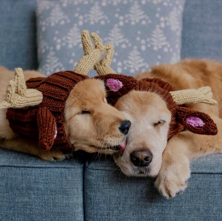 Aaww...little cuties 😘♥️
#puppykisses #christmasmood #lizzie_bear